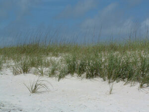Sea Oats Motel has lots of Sea Oats around.